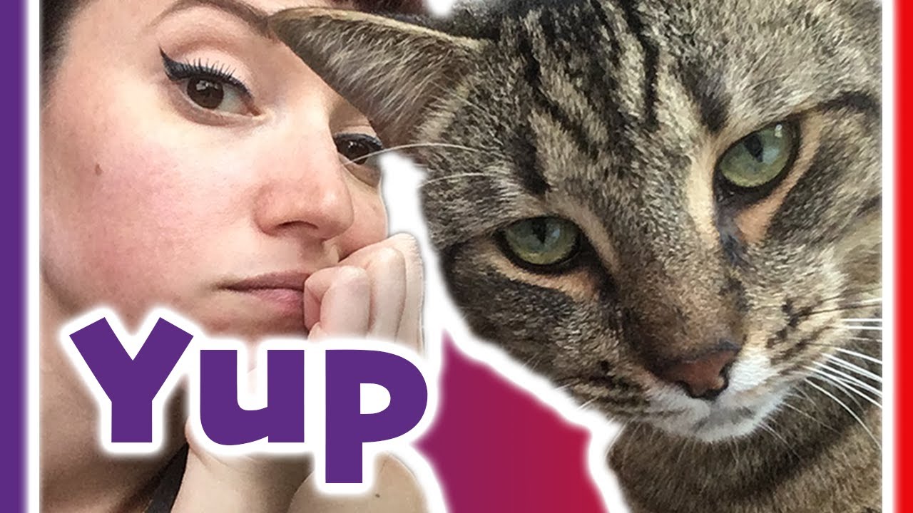 Did the CIA Really Try to use Cats as Spies?