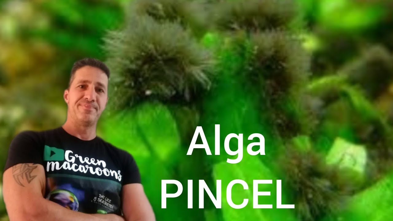 ALGA RODOFITA PINCEL