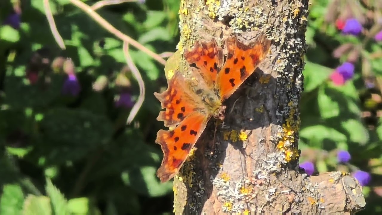 Frühling im wilden Garten