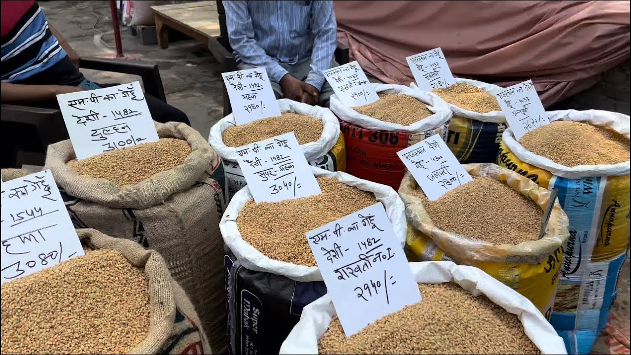 Price of grains (Najafgarh Grain Market) (Vlog 49)