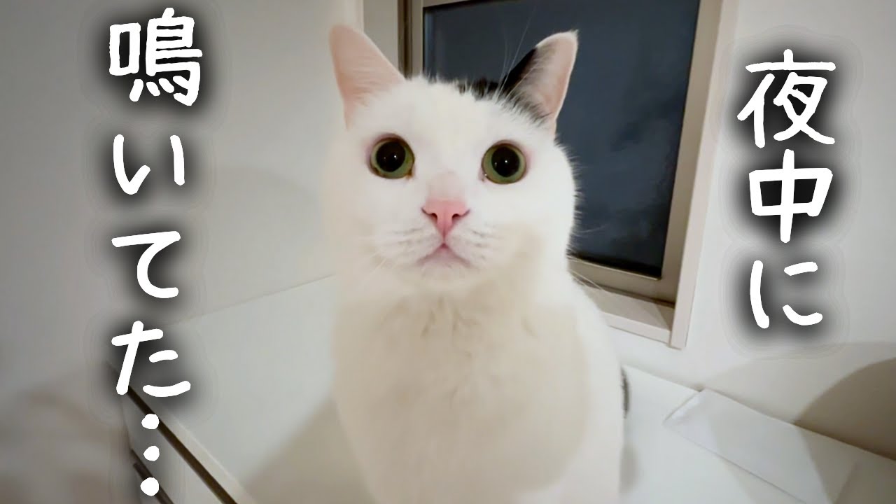 夜泣きする息子を心配して猫が連日こんな行動をしていました
