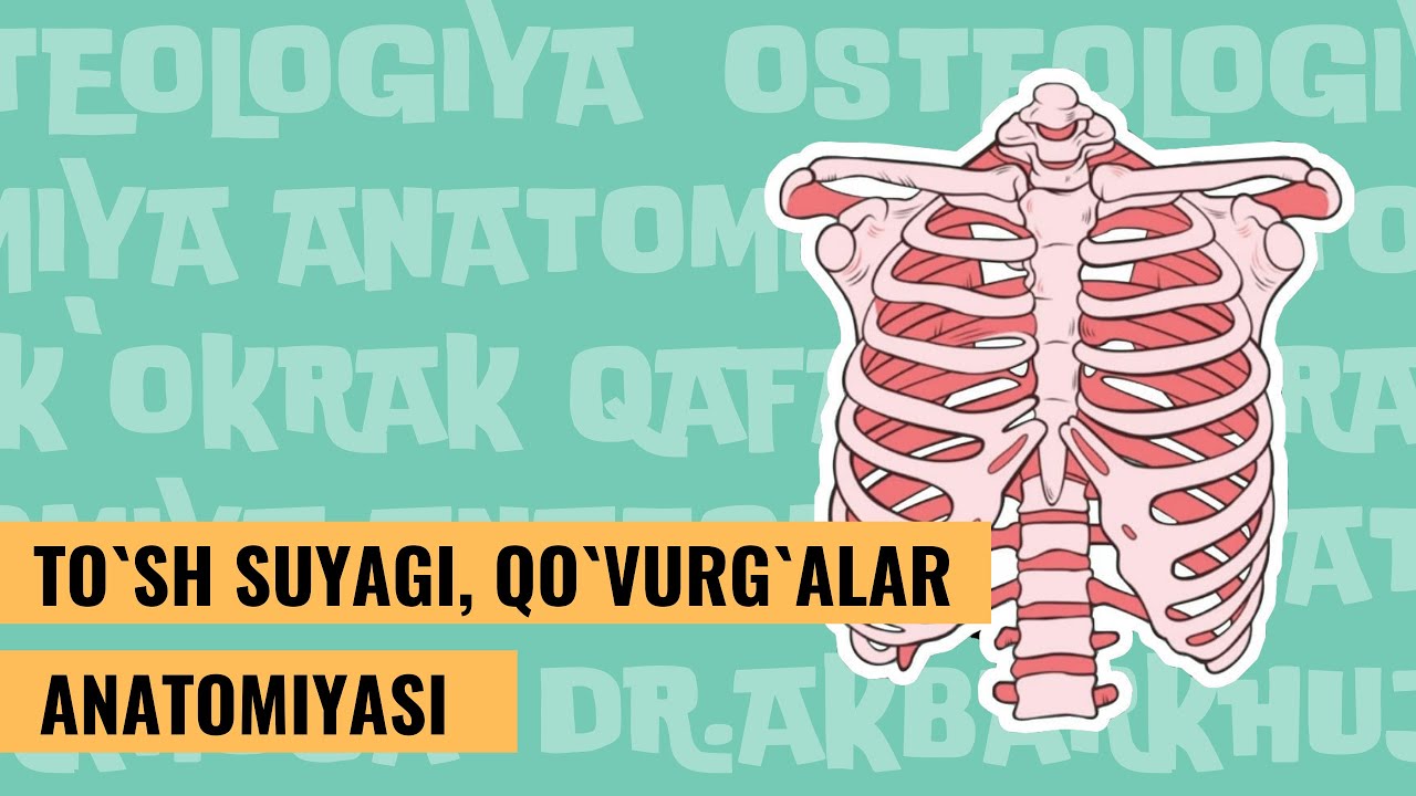 TO`SH SUYAGI VA QOVURG`ALAR ANATOMIYASI  |  STERNUM   |  COSTAE