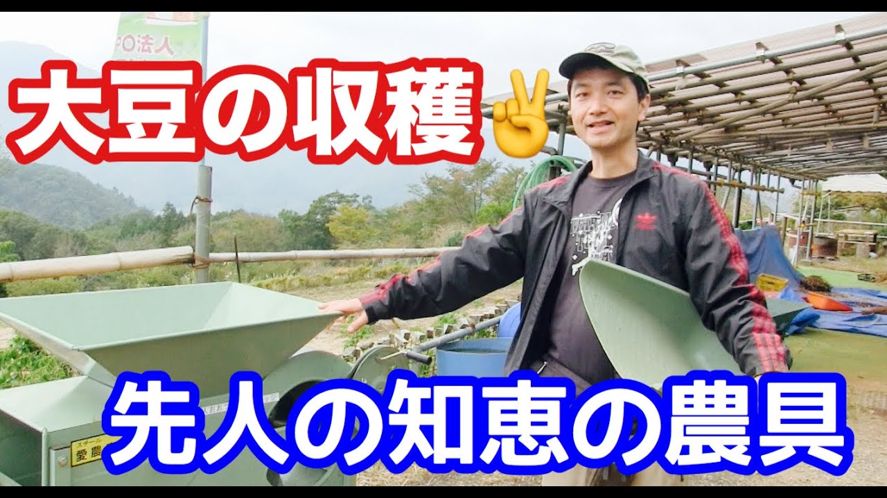 【自然菜園】大豆の収穫と脱穀　足踏み脱穀機と唐箕の使い方