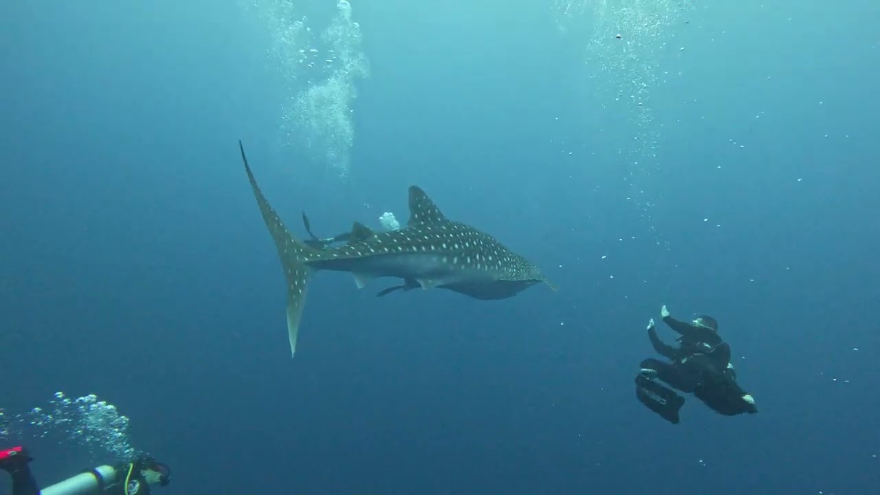 Swimming with Giants: Whale Shark Encounter in Fuvahmulah, Maldives!