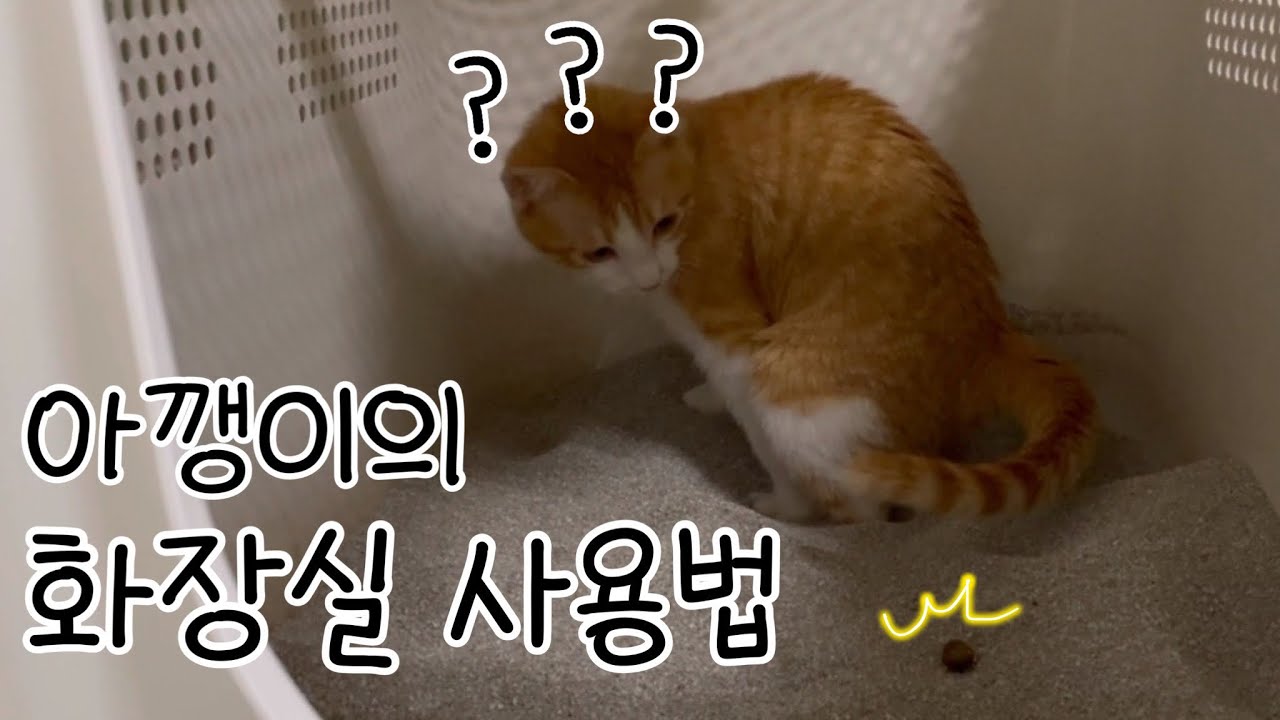 껌딱지의 일상 VLOG♥️ 딱지의 화장실 사용법! 급하면 얼른 싸라구여..😳