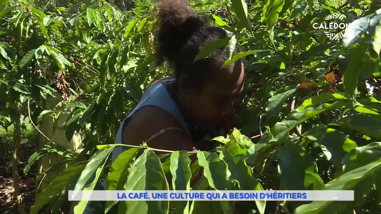 Le café, une culture qui a besoin d'héritiers - Ep2 Feuilleton