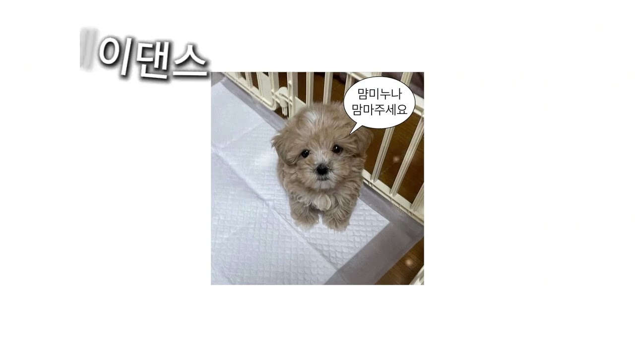 2026 틱톡 랜덤플레이댄스🌺지금 제일 핫한 춤 모음!#틱톡랜덤플레이음원#2026틱톡#틱톡랜플#틱톡#랜플🍀