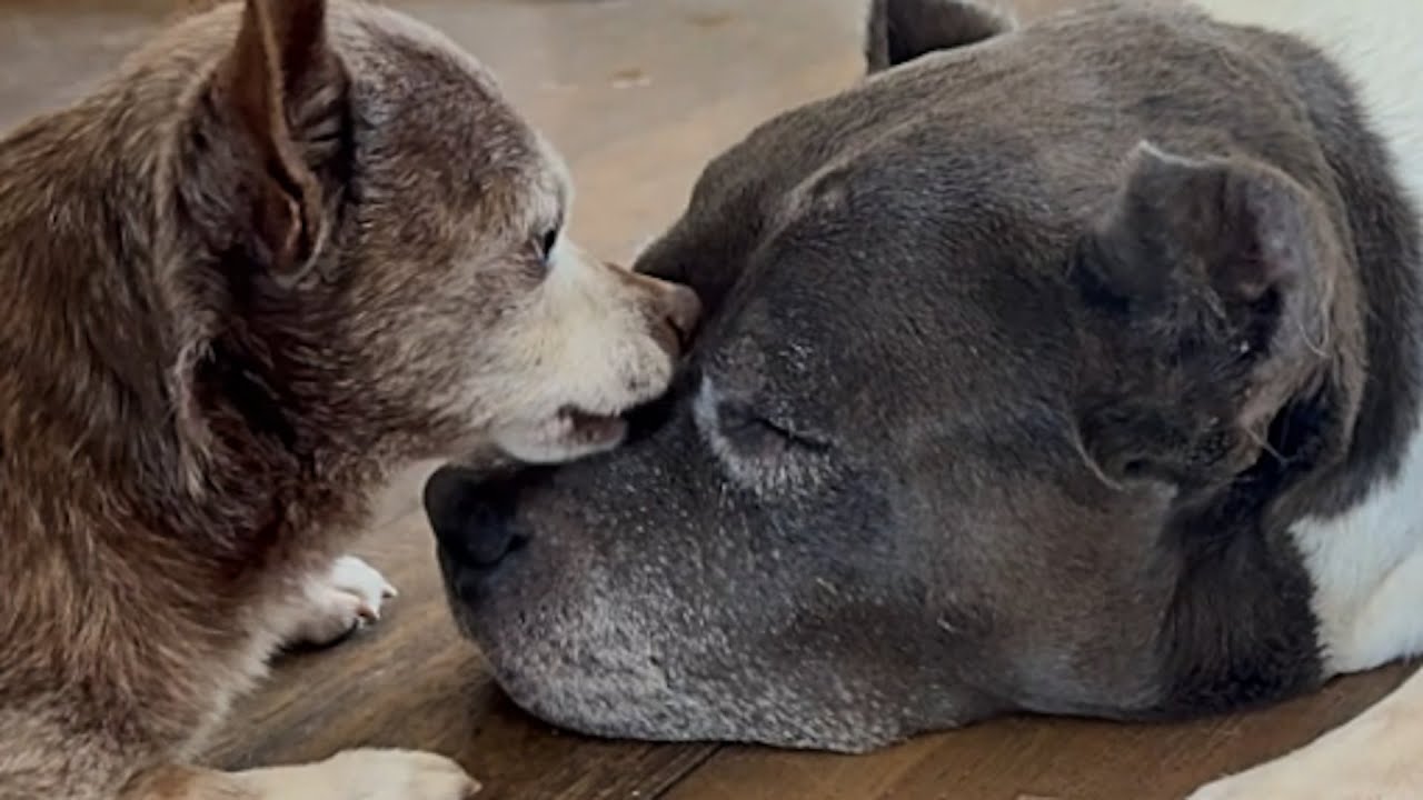 Chihuahua has a crush on pitbull
