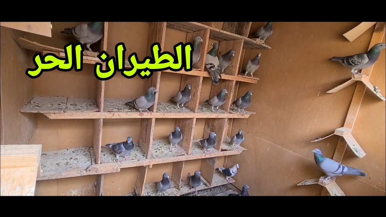 بداية الطيران الحر الحمام الزاجل بعد نهاية طريطمو جينرال و الحمام الخينيسي  في راحة وتعديلات السجنة
