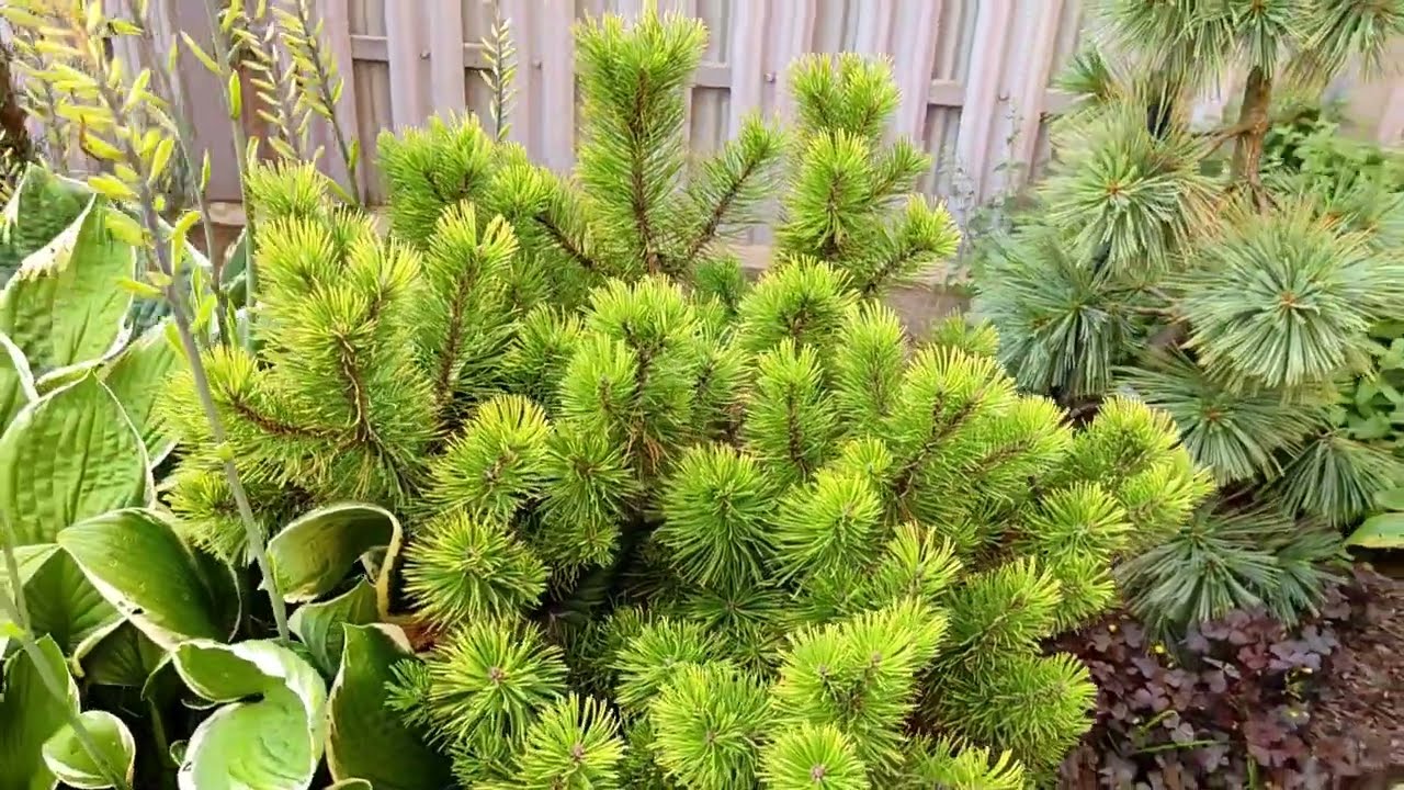 ХВОЙНАЯ КОЛЛЕКЦИЯ: Pinus mugo Ophir