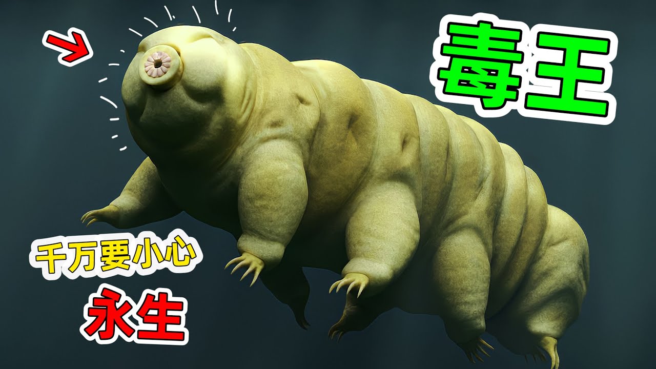 全世界動物超能力：排名第一更是無敵的存在，真的會毀滅人類？原來永生不死生物是真的存在｜動物界百毒之王是多麼的逆天。#世界動物超能力 #動物超能力 #老王看世界