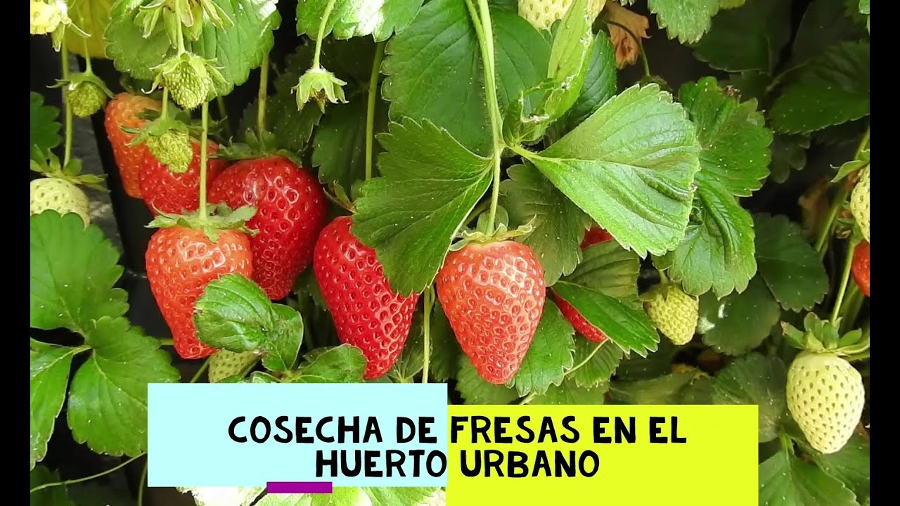 Huerto Urbano| Macetohuerto | Jardin Vertical: SUPER cosecha de FRESAS