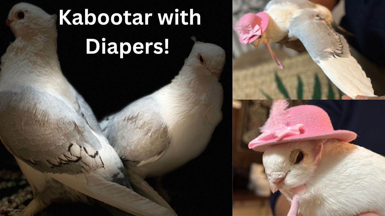Pigeon with Diapers/ Kabootar with Diapers!
