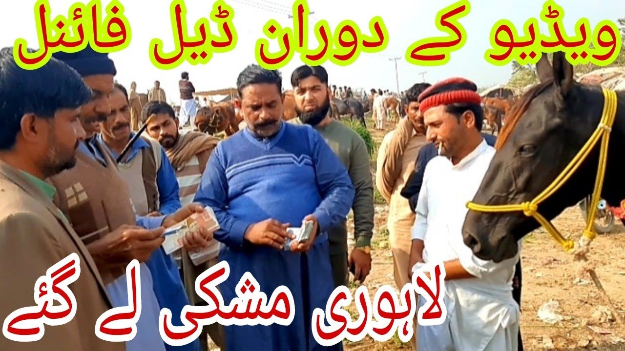 Mushki ghori sale ho gai|Fresh rates Horse mandi Aminpur|Low price horse|Aminpur Bangla ki Dunya|