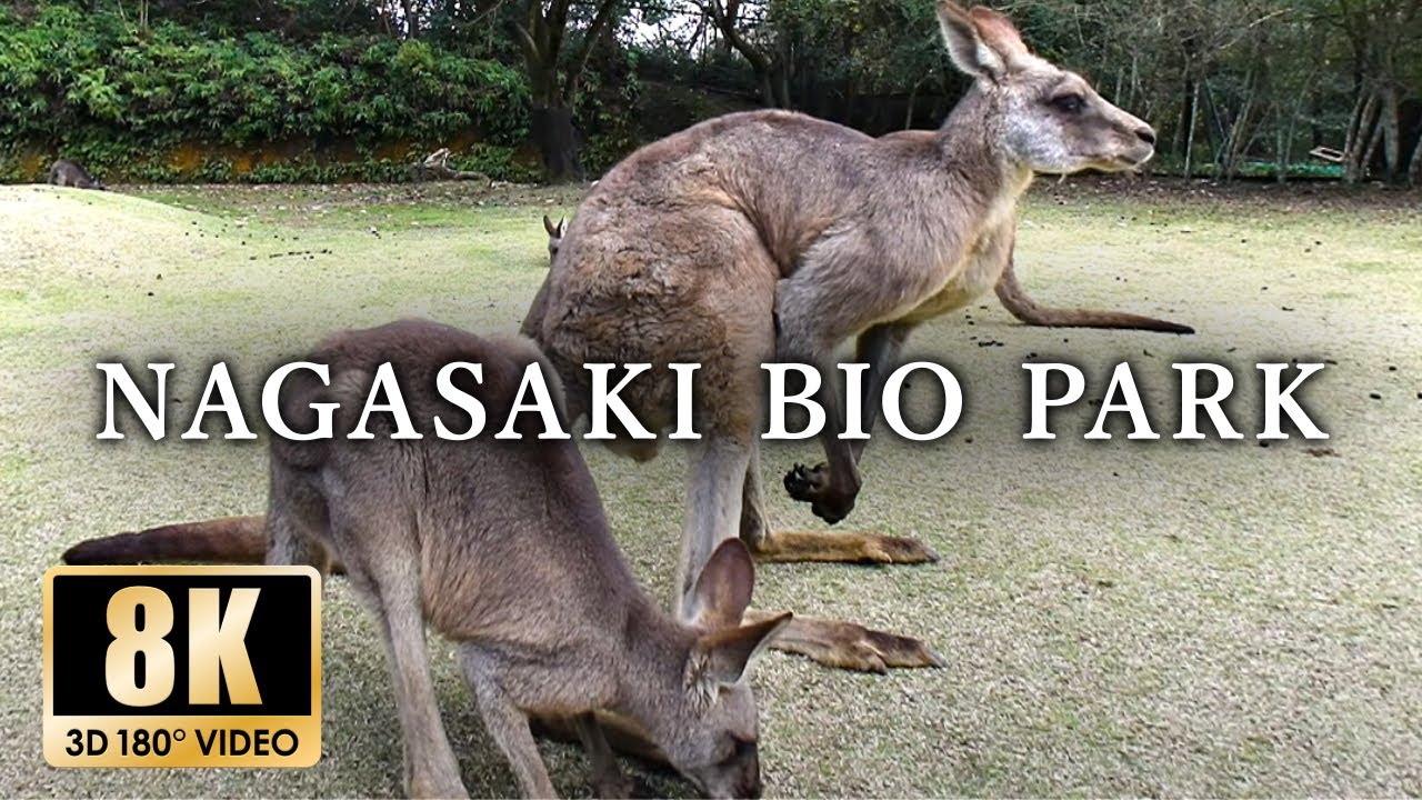【長崎バイオパーク】ゼロ距離ふれあい動物園