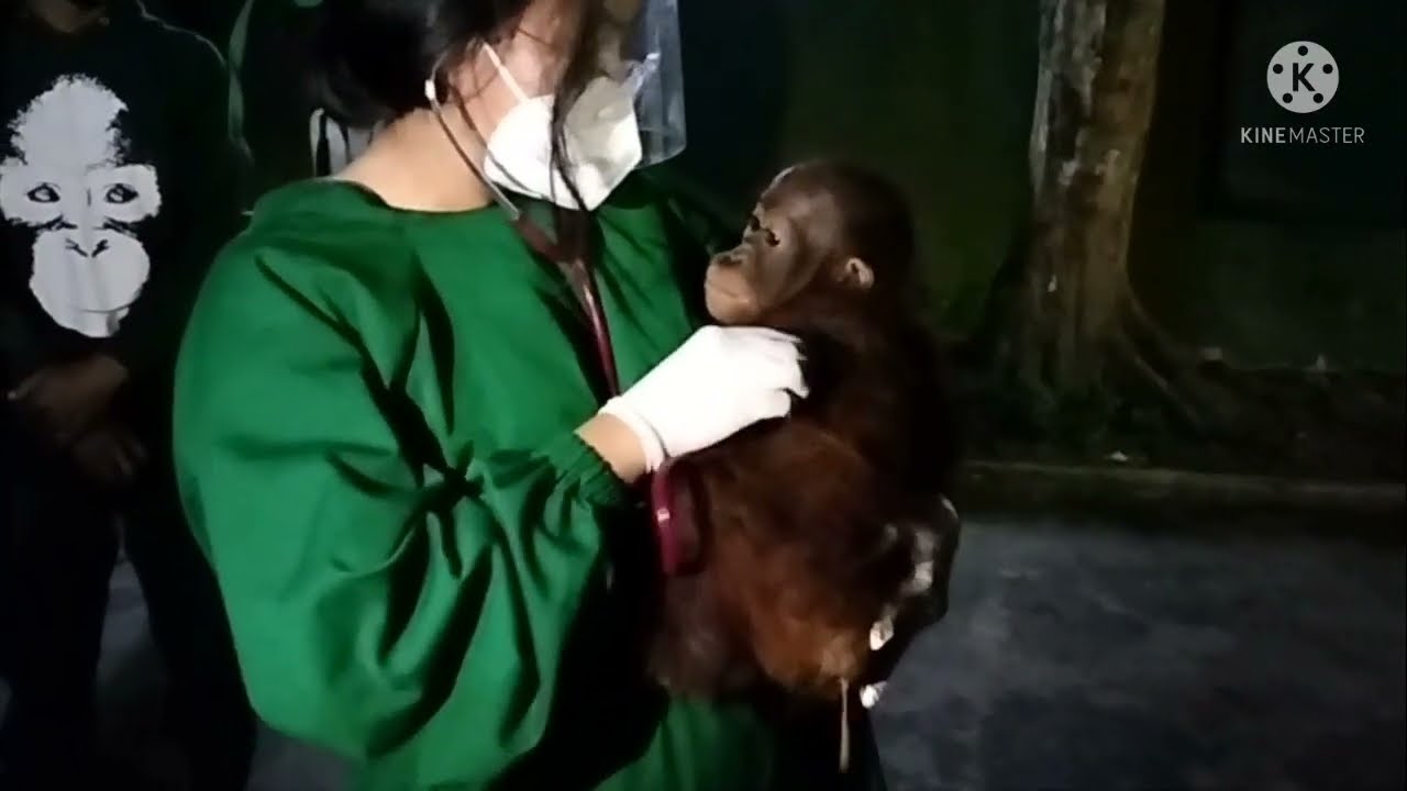 Naughty baby orangutan can bite officer || Real video