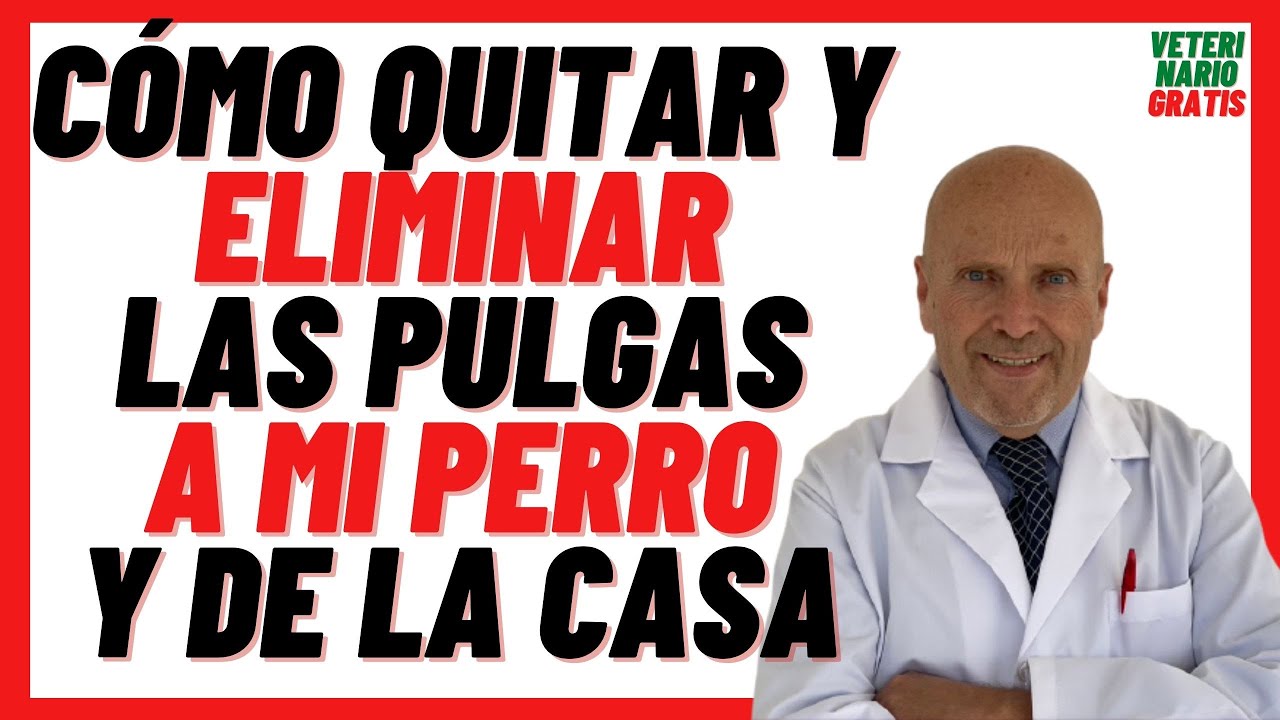 🟢 Cómo Quitarle las PULGAS a mi PERRO 🟢y ELIMINAR PULGAS de la CASA RÁPIDO con BICARBONATO de Sodio