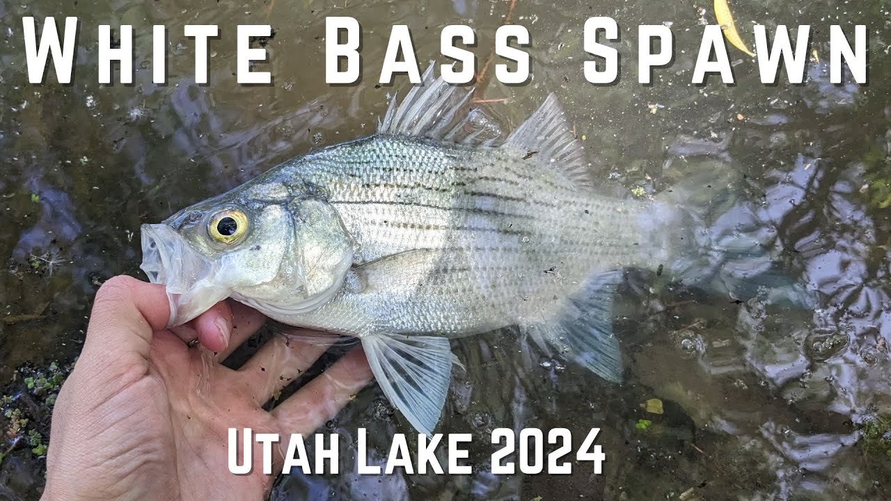 Utah Lake WHITE BASS SPAWN 2024!