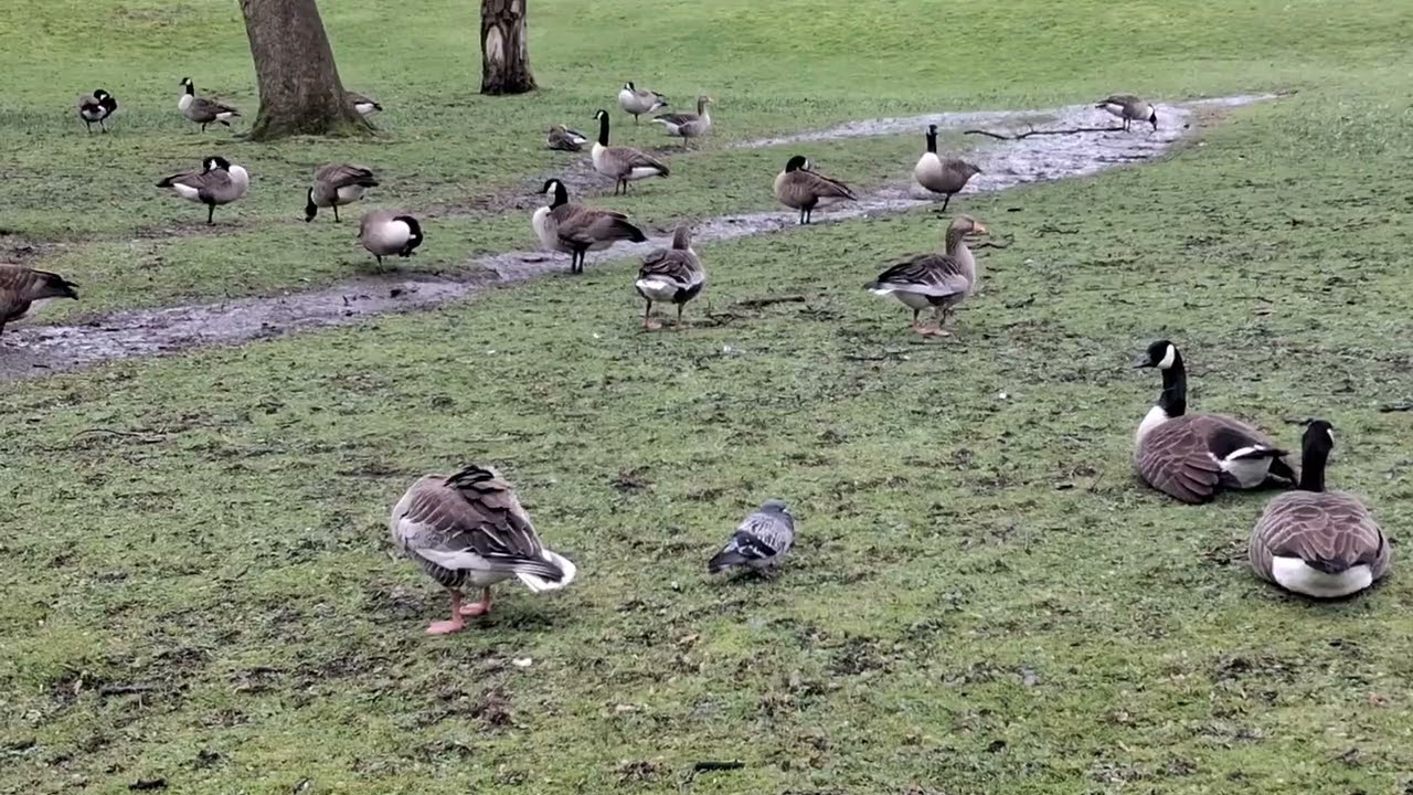 Geese in the park. #birds #geese #park #nature #viralvideo #trending #yt #viral #youtube #beautiful 