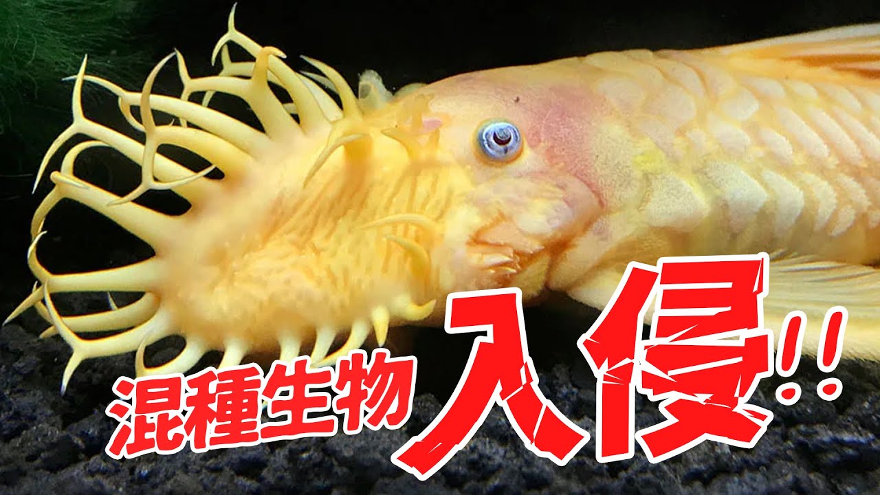 不用再花錢買除藻劑！教你水族館不願意教的事！No more spending money on algaecide! 鬍子魚 異形魚 繁殖 異型魚