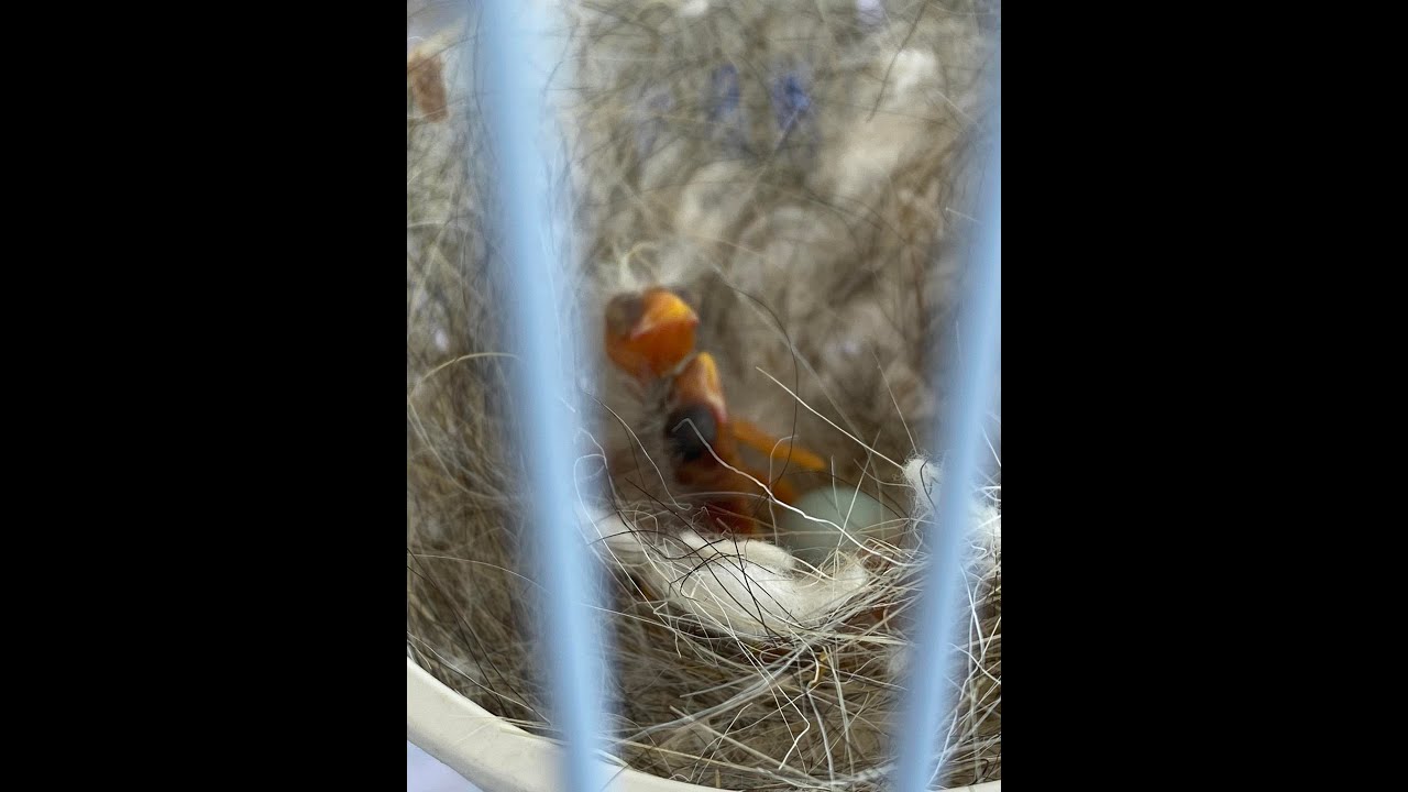 canarine 2 - breeding canaries
