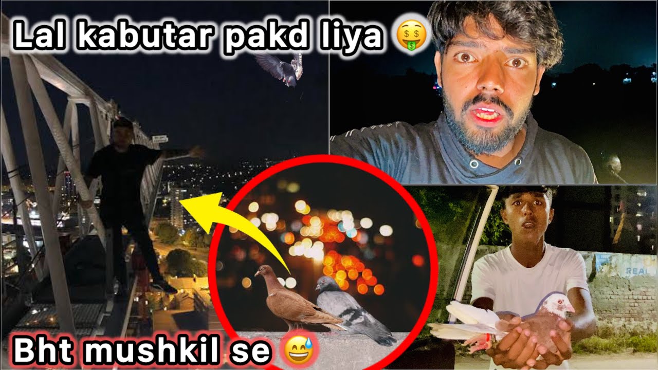 Raat ko Pakd kar laye Lal Kabutar 😍 || Red pigeon Catched at night 🌃