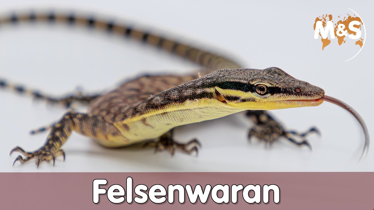 🦎 Felsenwaran (Varanus glauerti)