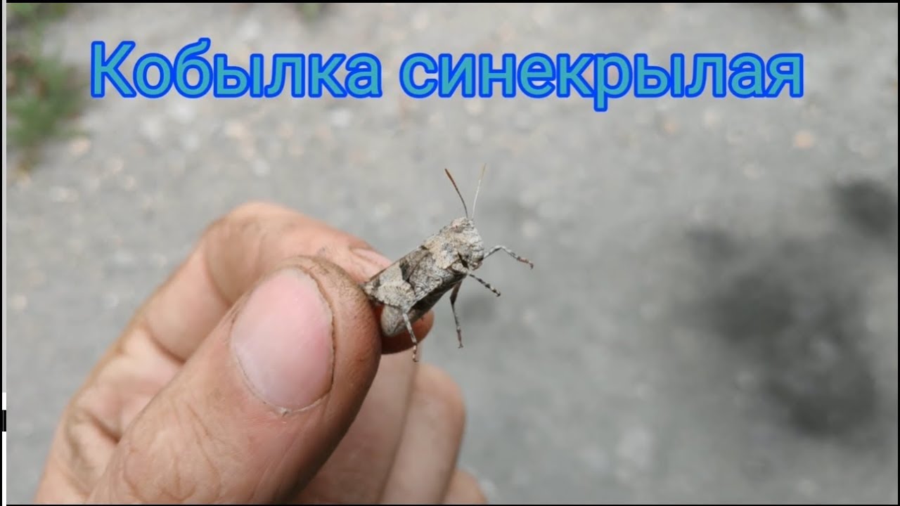 🦗 Кобылка синекрылая / насекомые / особенности, повадки, обитание 4к 60фпс