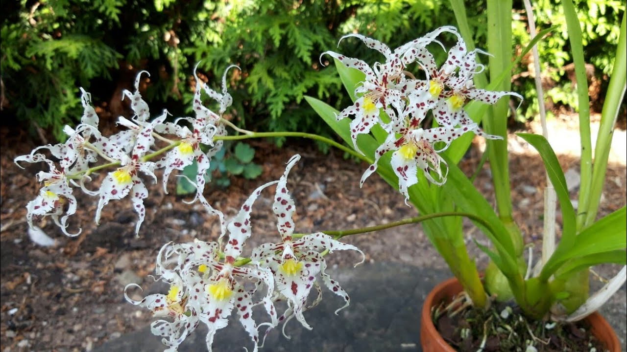 Орхидеи. ОНЦИДИУМ уход и содержание в домашних условиях. Oncidium naevium очень ароматная орхидея.