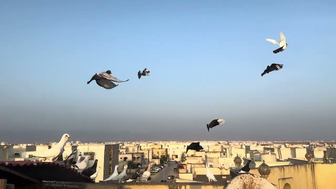 الطيور بدها تطير 😍🕊️اعطونا رأيكم بالمستويات ‼️🔥