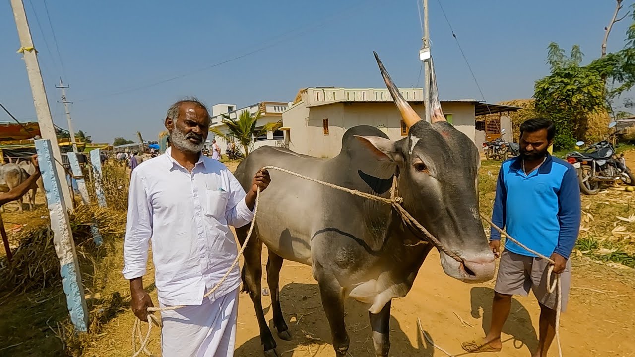 ಕ್ಯಾಮೇನಹಳ್ಳಿ ಜಾತ್ರೆಯಲ್ಲಿ ನಂದೀಶ್ವರ ಪ್ರದರ್ಶನ ವೈಭವ 