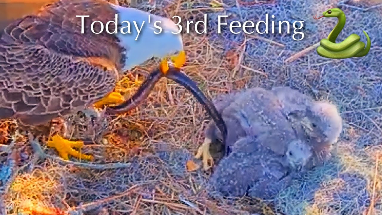 #167🦅🐥26°🐥21°／Winter Park Eagle Nest 2026／Against All Odds:One-Eyed Mom／by Winter Park Eagle Cam