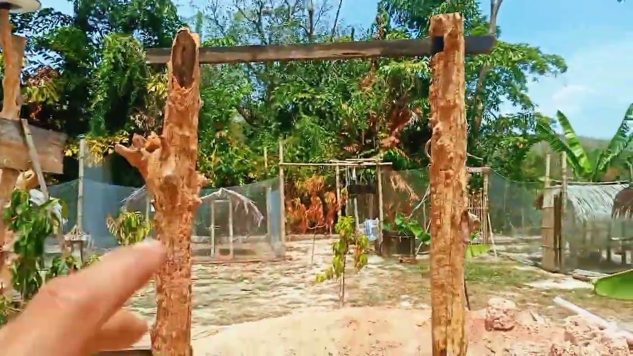 Bahang- Kena buat kerja malam - siang urusan ayam saja. lite² bole la.