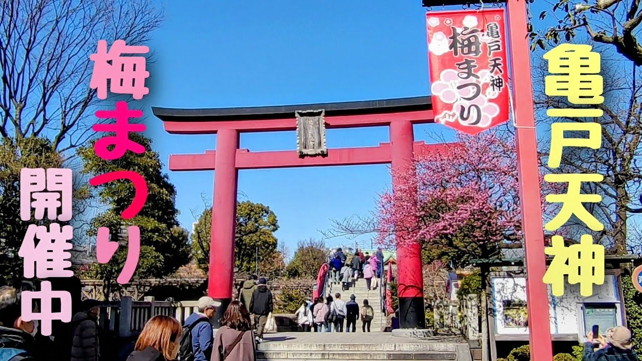 亀戸天神(かめいどてんじん)  梅まつり 開催中  2025年2月15日撮影