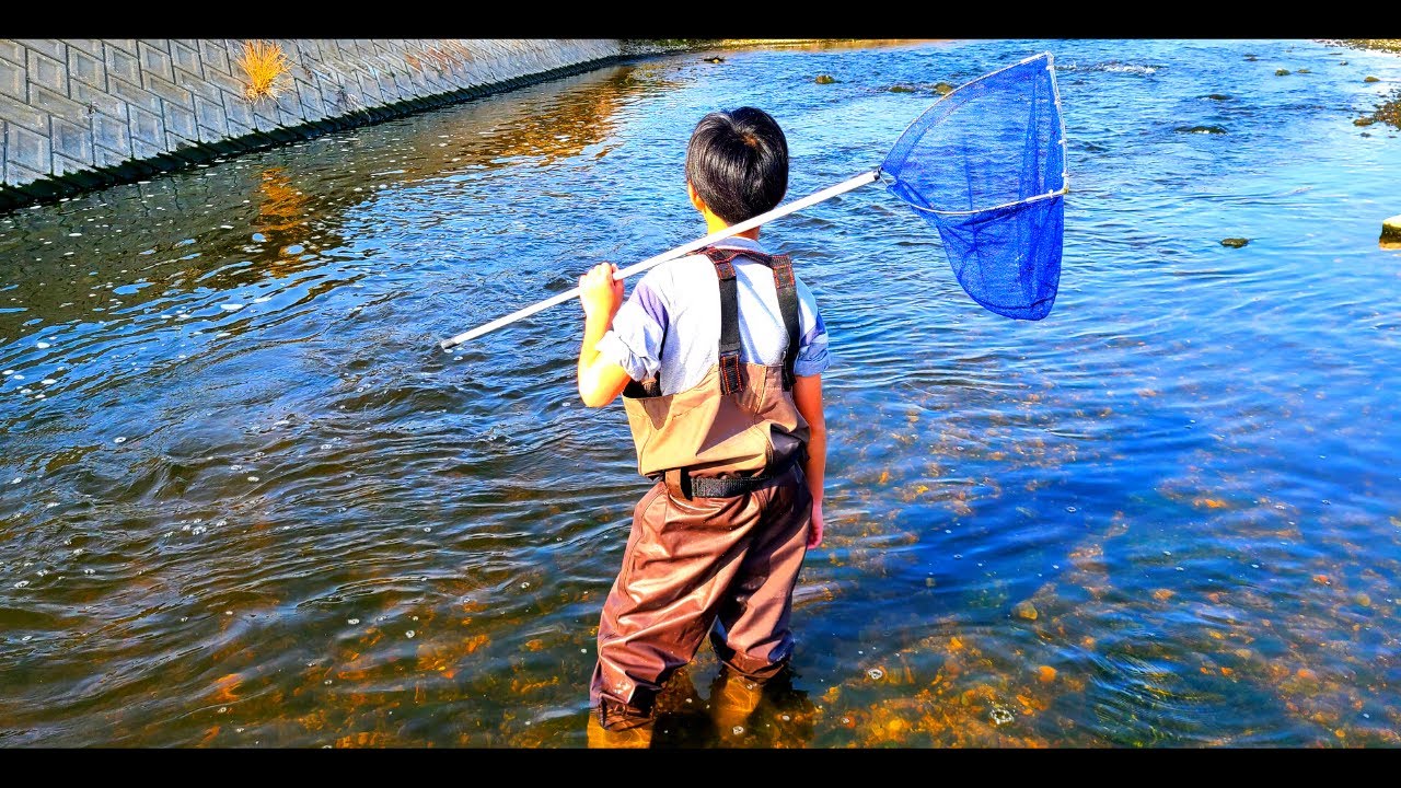 小学生が外来種駆除して神戸市の絶滅危惧種を救ってるってマジ？