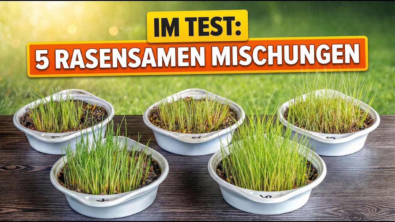 Was ist eigentlich der beste Rasensamen? Wir testen es