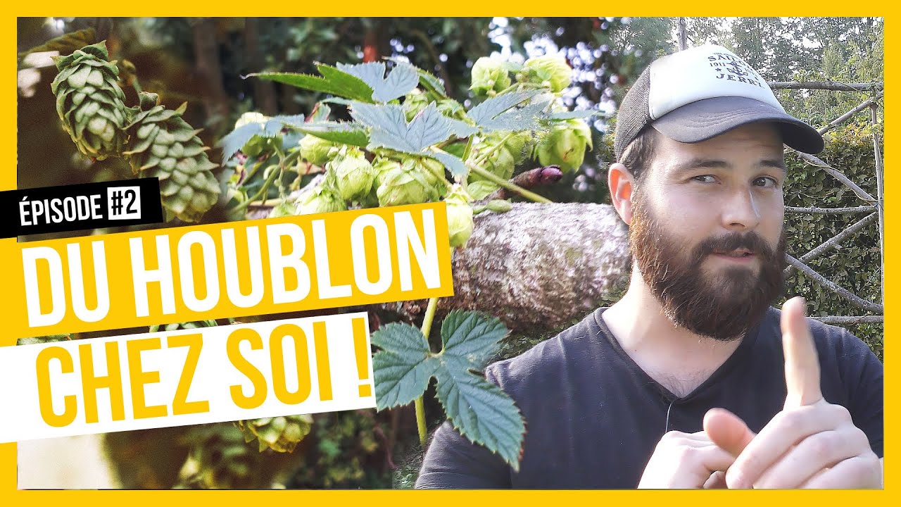 COMMENT CULTIVER DU HOUBLON ? ÉPISODE #2