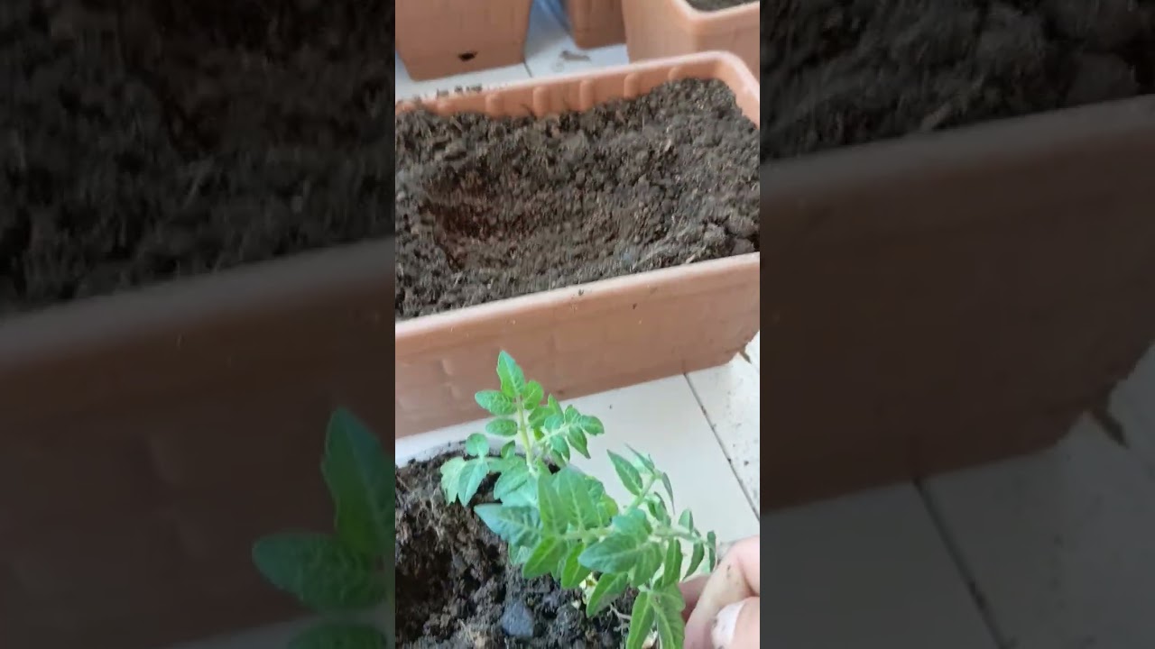 Balkon bahçeciliğinde (fide ekimi)