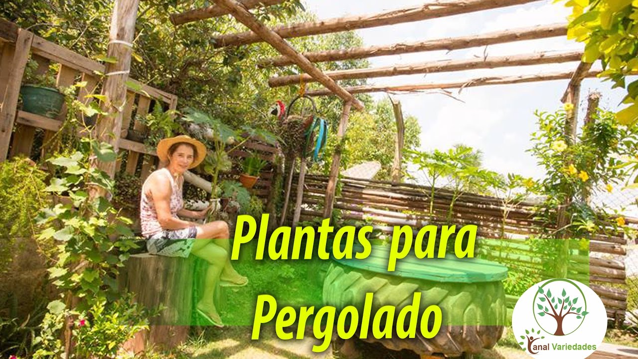 Dicas de Trepadeiras para Pergolado em Jardim cuidado na escolha Plantar em Casa