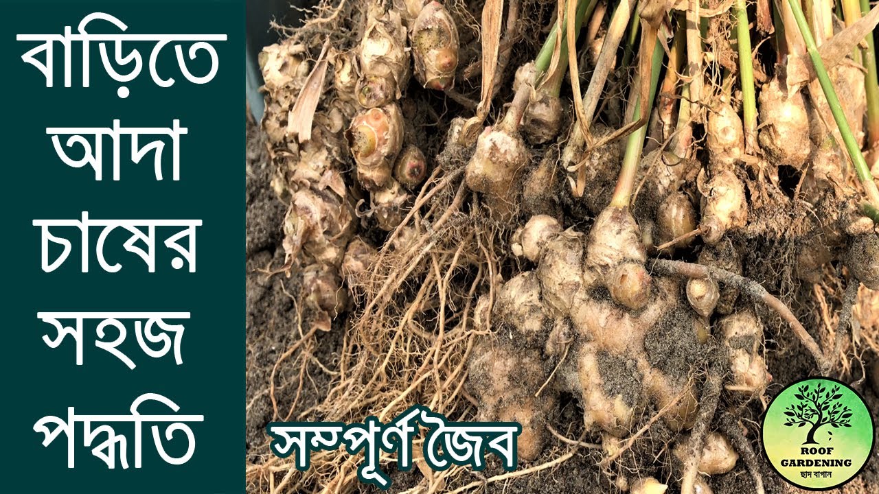টবে বা বস্তায় আদা চাষ করার সম্পূর্ণ জৈব পদ্ধতি / Grow Ginger Easily at Home / Roof Gardening