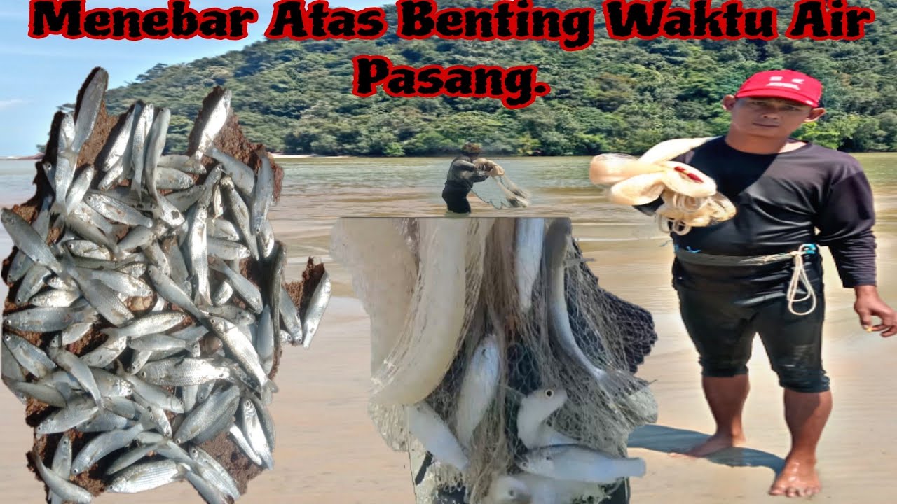 Castnet/Fishing, Menebar Atas Benting Waktu Air Pasang. @semuaorangutube 