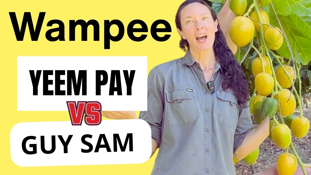 Wampee Grafted Yeem Pay vs Guy Sam