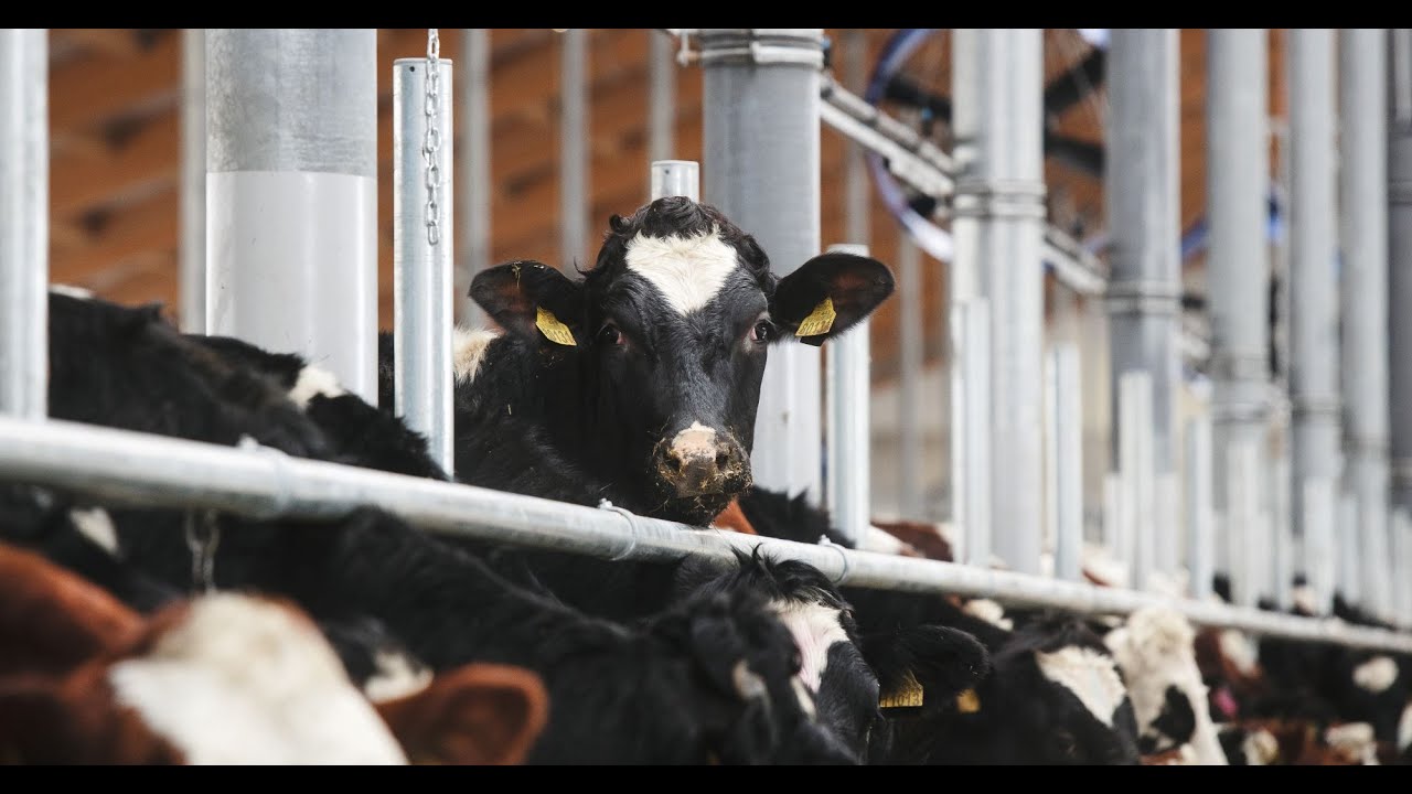 Veiklą pradeda didžiausias Europoje karvių fermų kompleksas