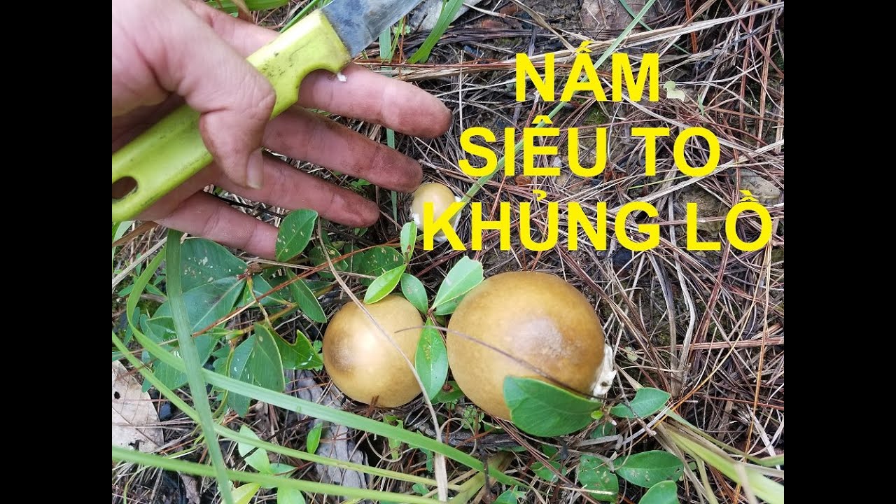 Trải Nghiệm Đi Hái Nấm Rừng Nấm Sữa Nấm Mỡ ở Đức Trọng Lâm Đồng - P1