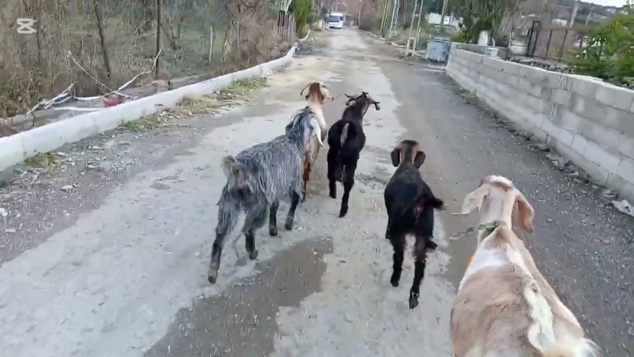 “Keçileri Yaymaya Gittim | Kütük Yardım | Eve Getirip Yerlerine Aldım”