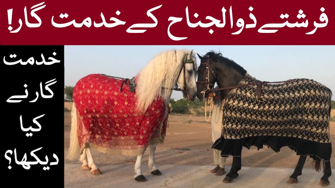 ٓAngel Serve Zuljanah | Best Zuljanah | Sarkar-e-Zuljinah | DulDul Badshah | Hors Of Imam Hussain