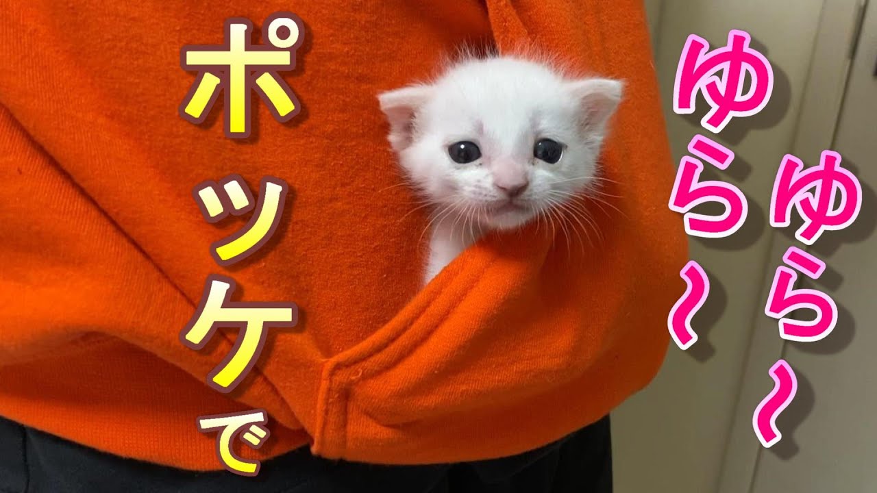 寝てくれない生後21日目の赤ちゃん猫をポッケに入れてユラユラ揺らして寝かせてみた【保護猫】