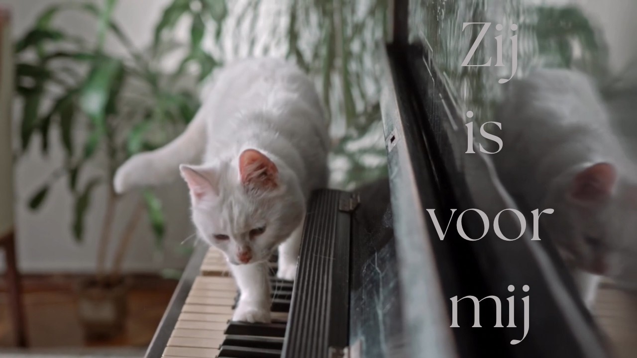 Zij is voor mij (Jaap Reesema) - Elaine Nottrot cover