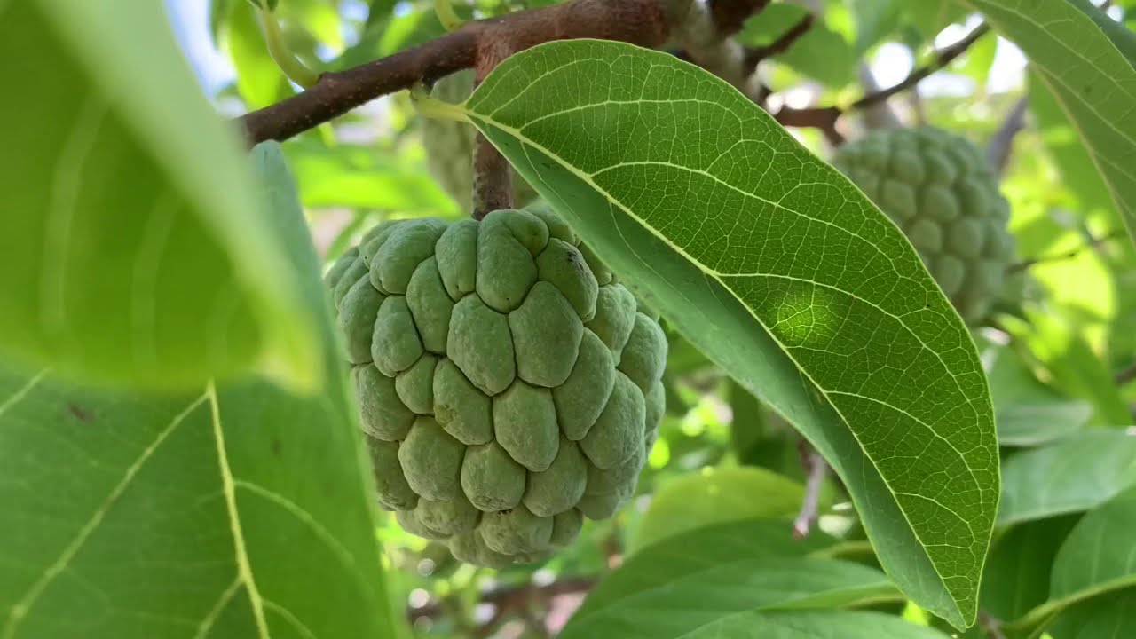 Bí Quyết Trái Mảng Cầu Mọc Từ Thân Cây. Và Thụ Phấn Nhan Tạo Có Hiệu Quả