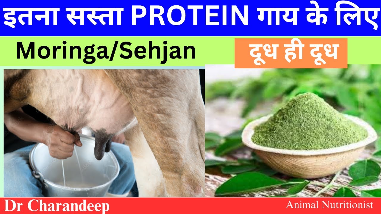 पशु के लिए  इतना सस्ता PROTEIN | Moringa in dairy animals @drcharandeep